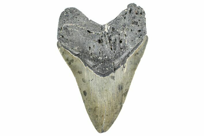 Serrated, Fossil Megalodon Tooth - North Carolina #343435